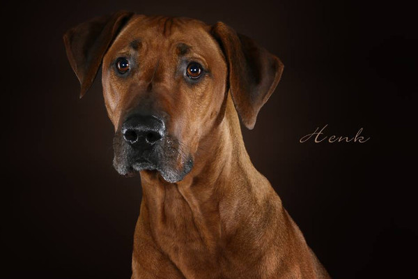 Bild "Henkbilder:henk_portrait_03.jpg"